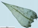 Scorpiurium circinatum