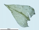 Scorpiurium circinatum