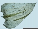 Scorpiurium circinatum