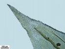 Scorpiurium circinatum