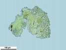 Scorpiurium circinatum