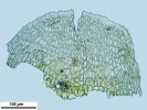 Scorpiurium circinatum