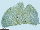 Scorpiurium circinatum