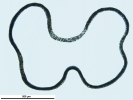 Lophozia guttulata