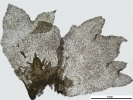 Lophozia guttulata