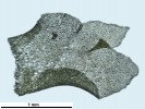 Lophozia guttulata