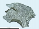 Lophozia guttulata
