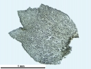 Lophozia guttulata