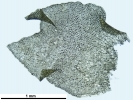 Lophozia guttulata