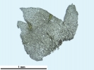 Lophozia guttulata