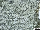 Lophozia guttulata