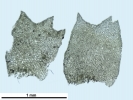 Lophozia guttulata