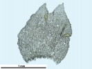 Lophozia guttulata