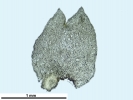 Lophozia guttulata