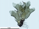 Lophozia guttulata
