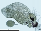 Lophozia guttulata