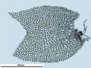 Lophozia guttulata
