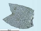 Lophozia guttulata