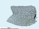 Lophozia guttulata