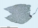 Lophozia guttulata