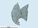 Lophozia guttulata