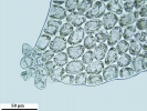 Lophozia guttulata