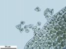 Lophozia guttulata