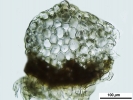 Lophozia guttulata
