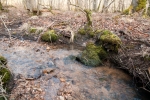 Rhynchostegiella teneriffae