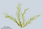 Rhynchostegiella teneriffae