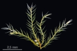 Rhynchostegiella teneriffae
