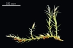 Rhynchostegiella teneriffae
