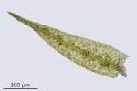 Rhynchostegiella teneriffae