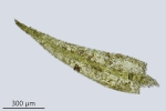 Rhynchostegiella teneriffae