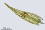 Rhynchostegiella teneriffae