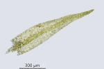 Rhynchostegiella teneriffae