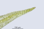 Rhynchostegiella teneriffae