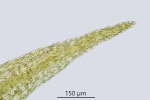Rhynchostegiella teneriffae