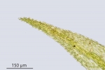 Rhynchostegiella teneriffae