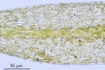 Rhynchostegiella teneriffae