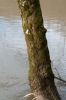 Leskea polycarpa
