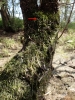 Leskea polycarpa