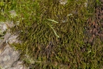 Leskea polycarpa