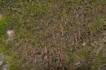 Leskea polycarpa
