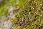 Leskea polycarpa