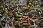Leskea polycarpa