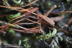 Leskea polycarpa