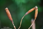 Leskea polycarpa