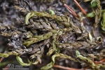Leskea polycarpa