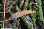 Leskea polycarpa